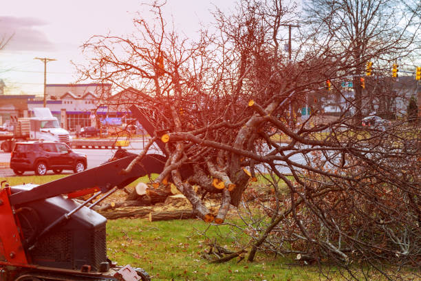 Best Seasonal Cleanup (Spring/Fall)  in Andalusia, IL